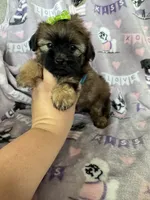 Toffee, a female Maltipoo for sale in Fort Myers, FL – 1 of 7
