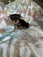 Rocco, a male Yorkshire Terrier for sale in Fort Myers, FL – 5 of 9