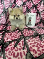 Latte, a female Pomeranian for sale in Fort Myers, FL – 4 of 6