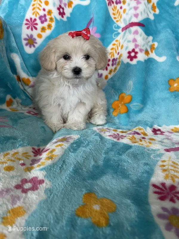 Vera – Maltipoo puppy for sale in Fort Myers, FL