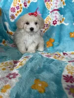 Vera, a female Maltipoo for sale in Fort Myers, FL – 1 of 6