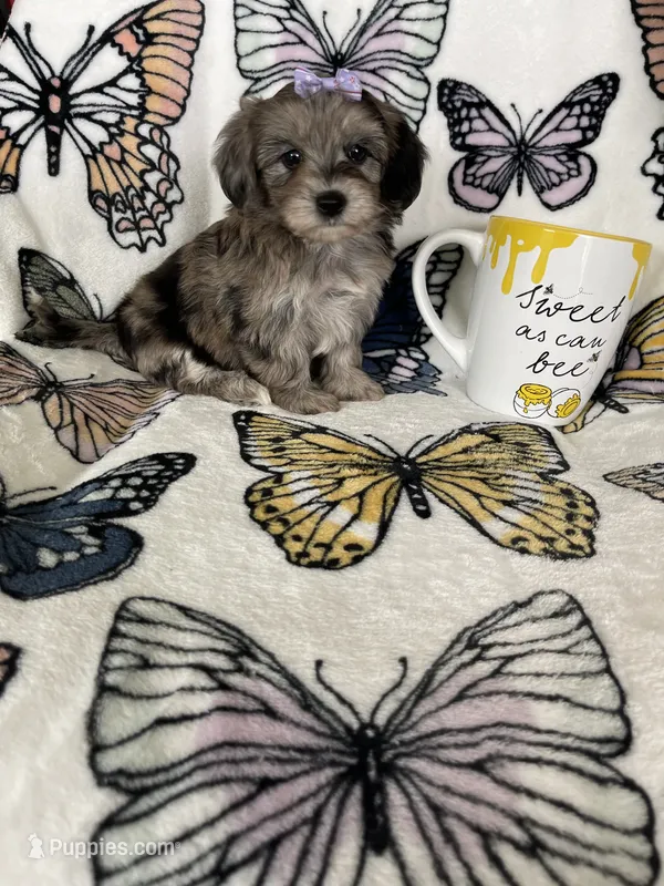 Summer – Maltipoo puppy for sale in Fort Myers, FL