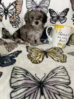 Summer, a female Maltipoo for sale in Fort Myers, FL – 1 of 8