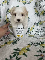 Romeo, a male Maltese for sale in Fort Myers, FL – 7 of 8