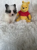 Gin Fizz, a male Pomeranian for sale in Fort Myers, FL – 5 of 9