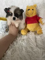 Bellini, a female Pomeranian for sale in Fort Myers, FL – 7 of 7