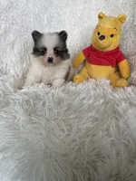 Gin Fizz, a male Pomeranian for sale in Fort Myers, FL – 6 of 9