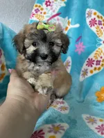 Journey , a female Maltipoo for sale in Fort Myers, FL – 5 of 7
