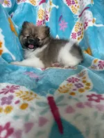 Otto, a male Pomeranian for sale in Fort Myers, FL – 9 of 10