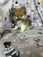 Louie, a male Pomeranian for sale in Fort Myers, FL – 4 of 6