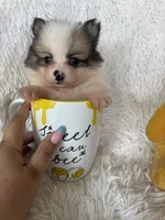 Martini, a male Pomeranian for sale in Fort Myers, FL – 5 of 7