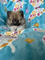 Otto, a male Pomeranian for sale in Fort Myers, FL – 10 of 10
