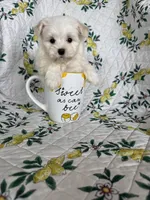 Nugget, a male Maltese for sale in Fort Myers, FL – 9 of 10