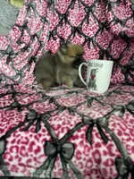 Frappe, a male Pomeranian for sale in Fort Myers, FL – 4 of 8