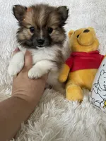 Manhattan , a female Pomeranian for sale in Fort Myers, FL – 6 of 8