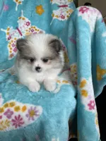 Stanley, a male Pomeranian for sale in Fort Myers, FL – 2 of 8