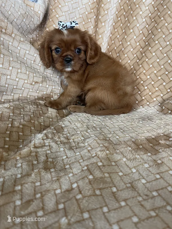 Paprika – Cavalier King Charles Spaniel puppy for sale in Fort Myers, FL