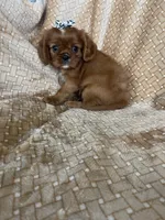 Paprika, a female Cavalier King Charles Spaniel for sale in Fort Myers, FL – 1 of 5