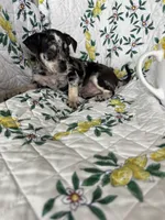 Cosmo, a male Chihuahua for sale in Fort Myers, FL – 3 of 6