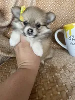 Papaya, a female Pomeranian for sale in Fort Myers, FL – 2 of 7