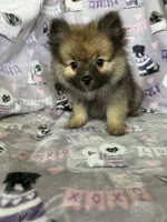 Teddy, a male Pomeranian for sale in Fort Myers, FL – 3 of 8
