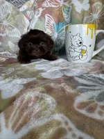 Hershey , a male Shih Tzu for sale in Fort Myers, FL – 3 of 7