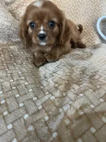 Prosciutto , a male Cavalier King Charles Spaniel for sale in Fort Myers, FL – 5 of 7