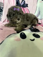 Scarlett , a female Poodle - Miniature  for sale in Fort Myers, FL – 3 of 7
