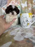 Twix, a male Shih Tzu for sale in Fort Myers, FL – 6 of 8