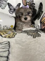 Summer, a female Maltipoo for sale in Fort Myers, FL – 2 of 8