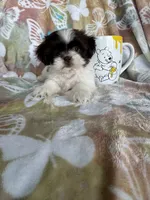 Twix, a male Shih Tzu for sale in Fort Myers, FL – 3 of 8
