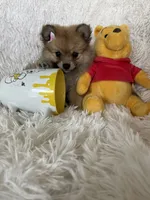 Paloma, a female Pomeranian for sale in Fort Myers, FL – 2 of 8