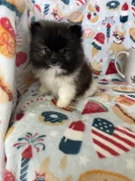 Tcup Milo, a male Pomeranian for sale in Fort Myers, FL – 6 of 9