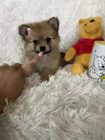 Paloma, a female Pomeranian for sale in Fort Myers, FL – 6 of 8