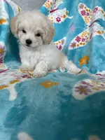 Arlo, a male Maltipoo for sale in Fort Myers, FL – 2 of 7