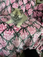 Biscotti, a male Pomeranian for sale in Fort Myers, FL – 3 of 8