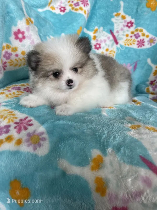 Stanley – Pomeranian puppy for sale in Fort Myers, FL