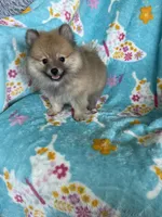Frankie, a male Pomeranian for sale in Fort Myers, FL – 1 of 8