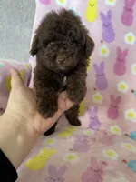 Irving, a male Poodle - Toy  for sale in Fort Myers, FL – Photo 4 of 7