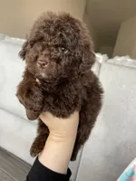 Irving, a male Poodle - Toy  for sale in Fort Myers, FL – Photo 5 of 7