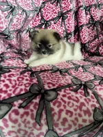 Mocchiato , a male Pomeranian for sale in Fort Myers, FL – 5 of 7