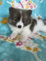 Noah, a male Pomeranian for sale in Fort Myers, FL – 1 of 9