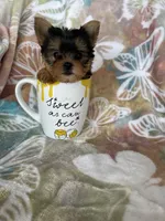 Tcup Ted, a male Yorkshire Terrier for sale in Fort Myers, FL – 3 of 9