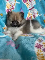 Otto, a male Pomeranian for sale in Fort Myers, FL – 3 of 10
