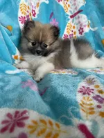 Otto, a male Pomeranian for sale in Fort Myers, FL – 2 of 10