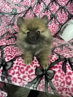 Frappe, a male Pomeranian for sale in Fort Myers, FL – 8 of 8
