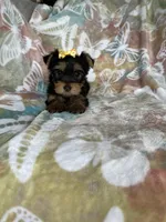 Sophie , a female Yorkshire Terrier for sale in Fort Myers, FL – 5 of 8