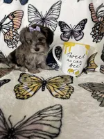 Summer, a female Maltipoo for sale in Fort Myers, FL – 3 of 8
