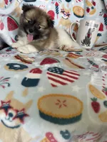 Rocco, a male Pomeranian for sale in Fort Myers, FL – 3 of 7