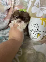 Micro Tootsie Roll, a female Shih Tzu for sale in Fort Myers, FL – 4 of 9